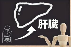 肝臓のイラスト
