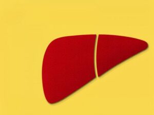 肝臓のイラスト